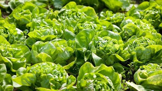 Bea lechuga e coli 1.JPG